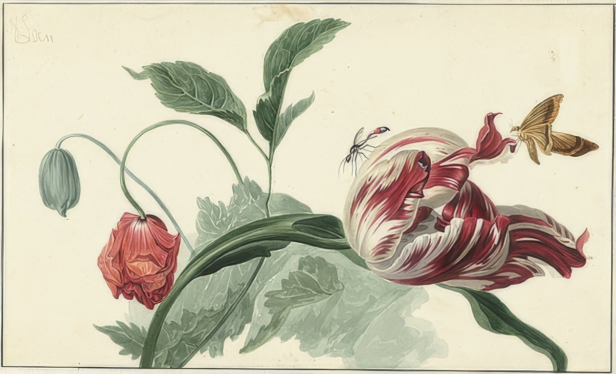 Tulipán és mák alkotó: Willem van Leen