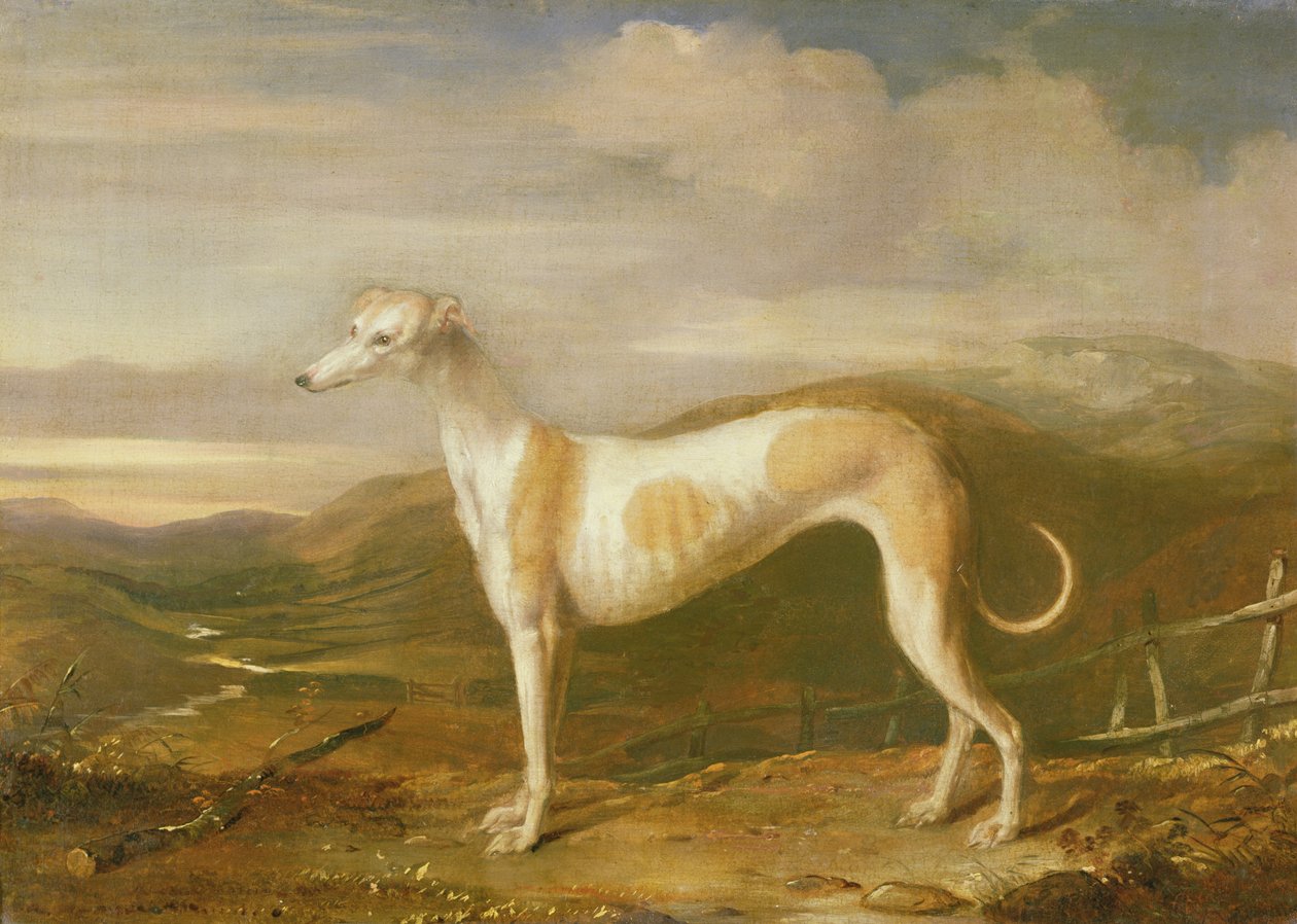 Agár alkotó: William Barraud