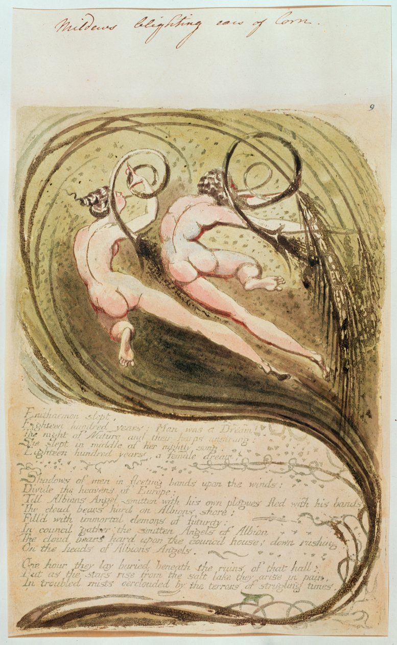 Penészgombásodás a kukoricakalászok alkotó: William Blake