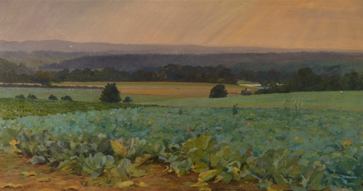Fehérrépa mező alkotó: William Cosens Way