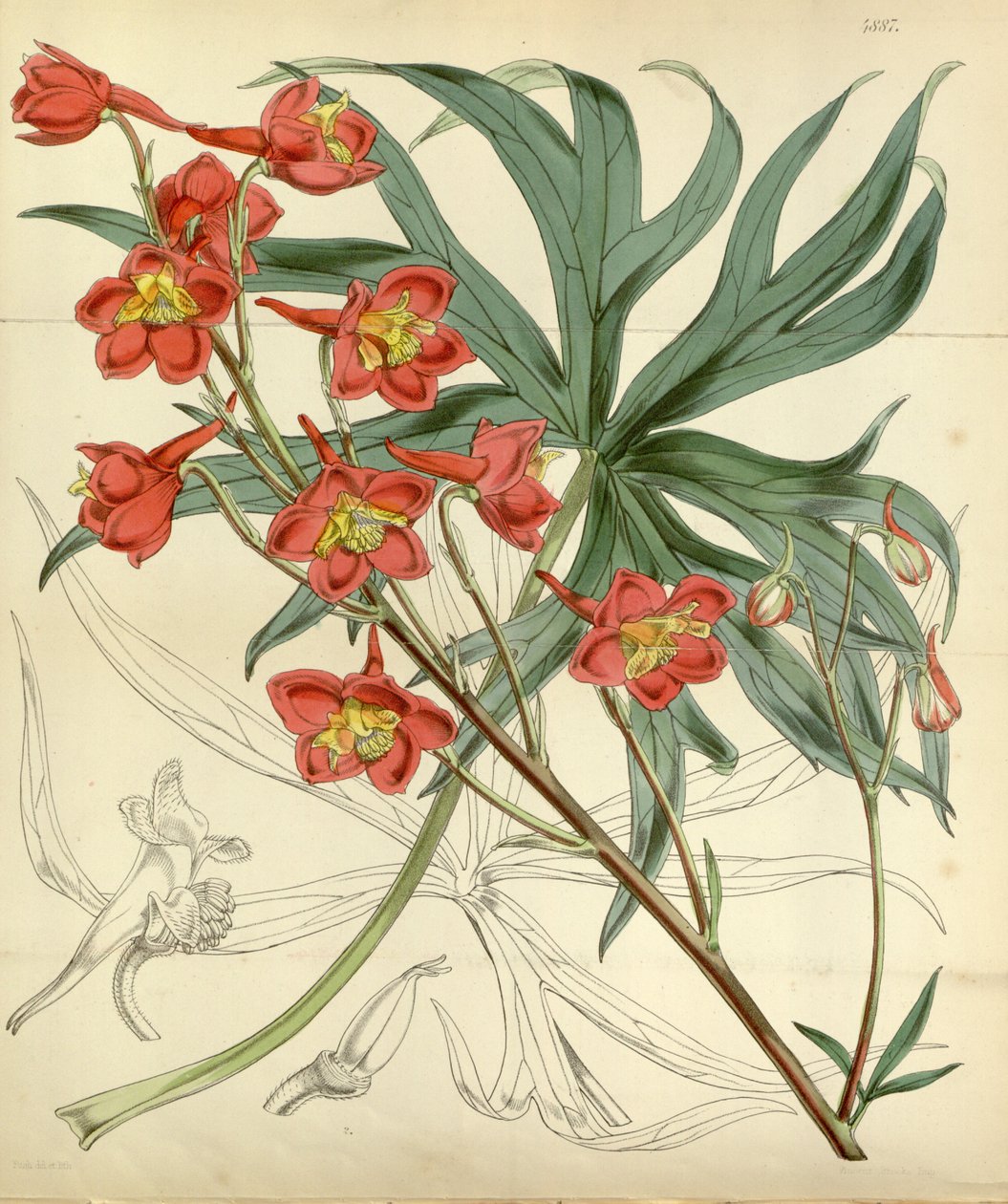 Delphinium cardinale alkotó: William Curtis