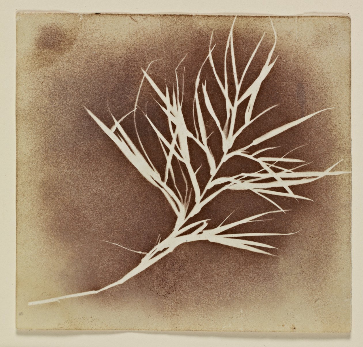 A növény fotogén rajza alkotó: William Henry Fox Talbot