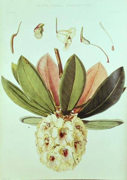 Rhododendron Wightii, J. D. Hooker, a Sikkim Himalaya rododendronjaiból alkotó: William Hooker
