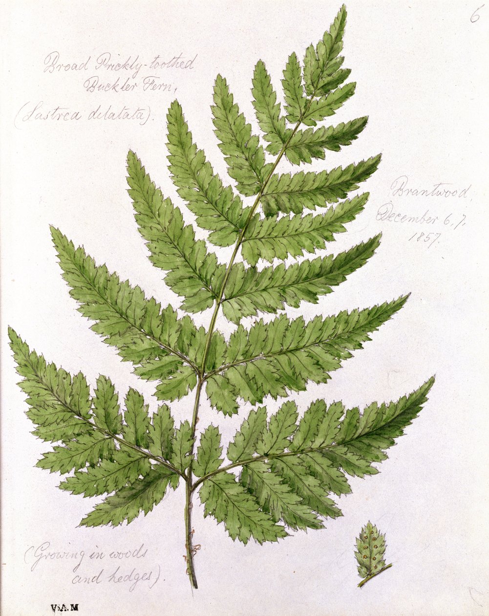 Széles tüskés fogú buckler páfrány, festve Brantwoodban, 1857. december 67. alkotó: William James Linton