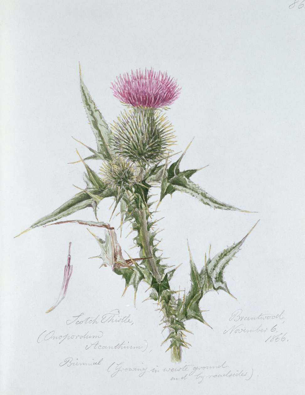 Scotch Thistle, festve Brantwoodban, 1866. november 6-án alkotó: William James Linton