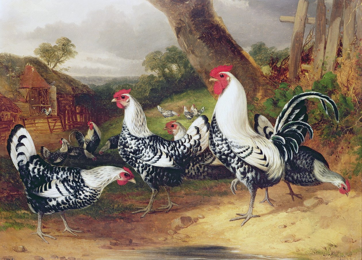 Kakasok a tájban alkotó: William Joseph Shayer