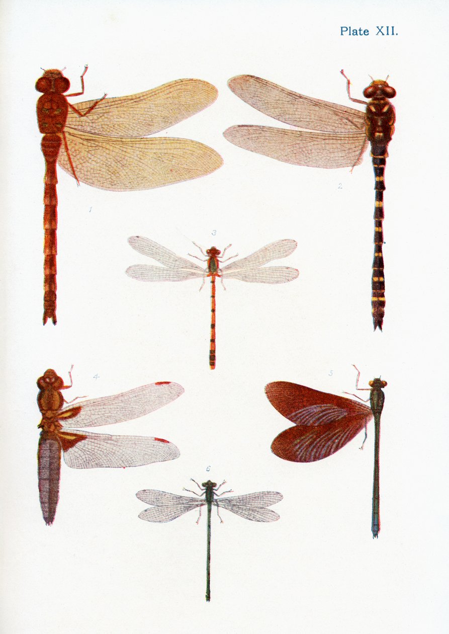 A szitakötők különböző fajtái, illusztráció a Butterflies, Moths and Other Insects and Creatures of the Countryside című, 1927-ben megjelent könyvből. alkotó: William Samuel Furneaux