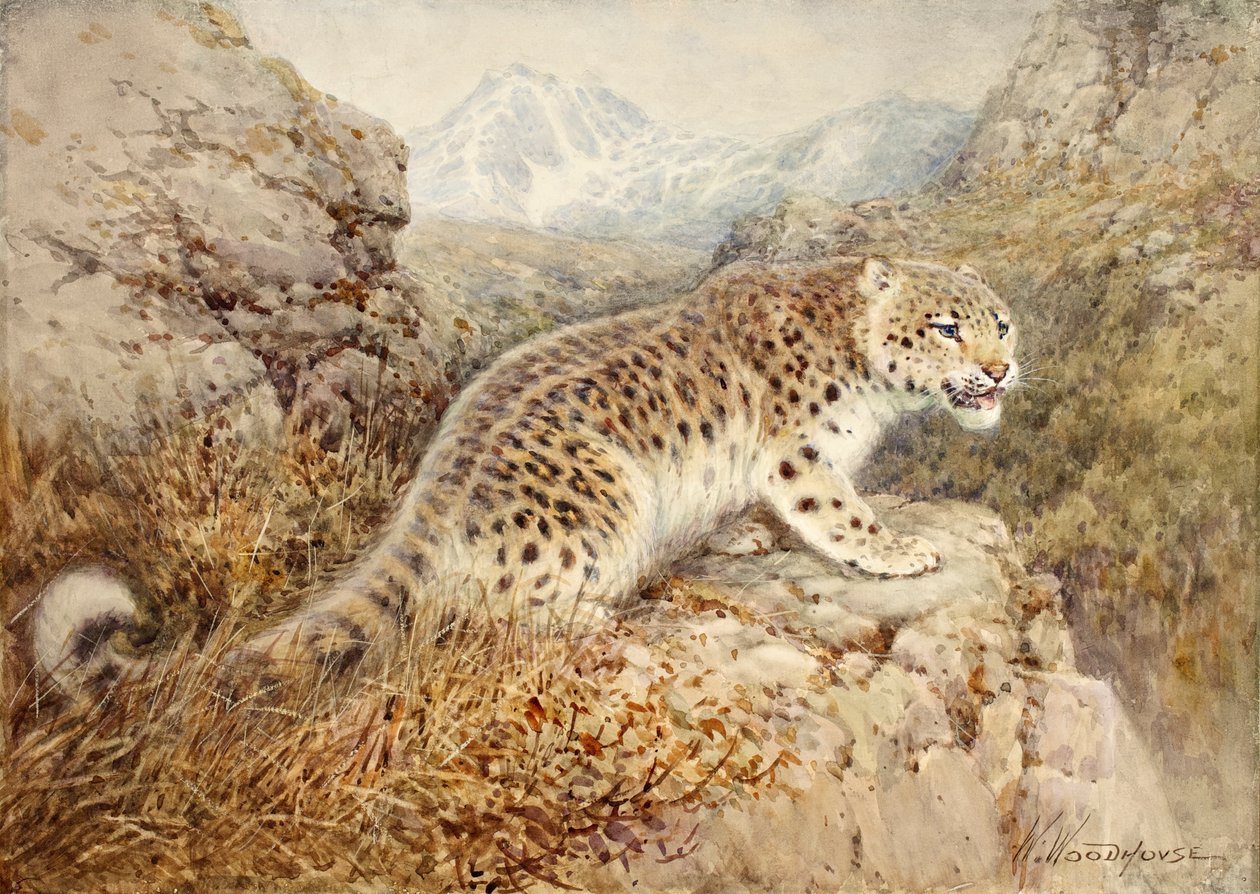 Hópárduc, 1920 körül alkotó: William Woodhouse