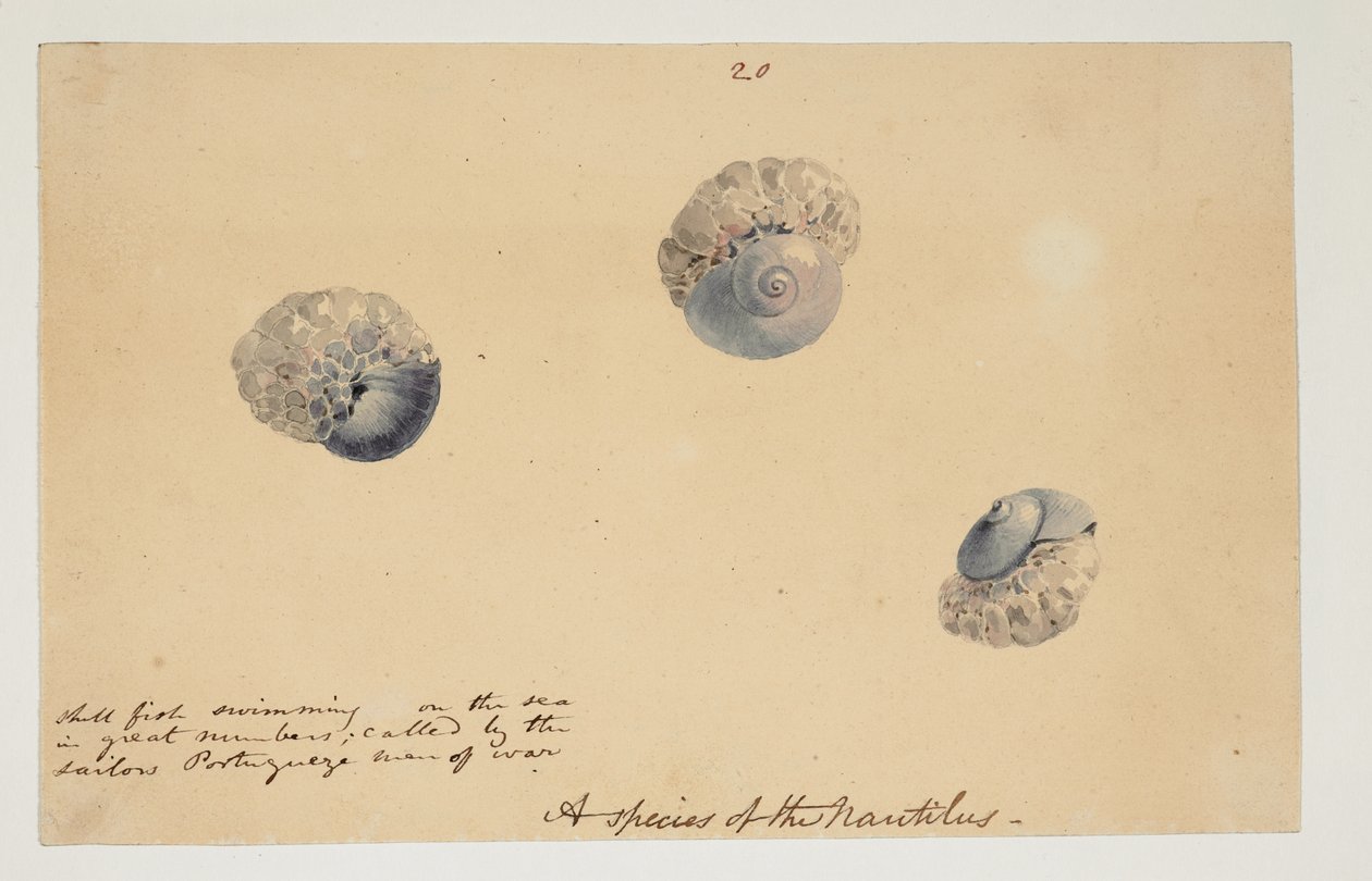 WD 961 f.20 alkotó: William Alexander