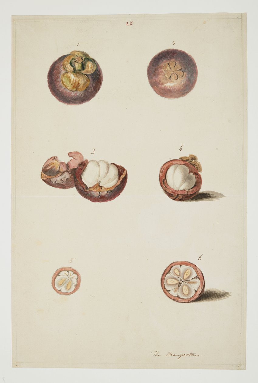 WD 961 f.25 alkotó: William Alexander