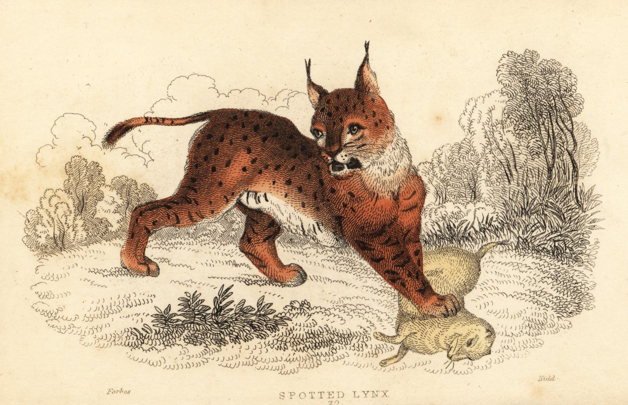 Eurázsiai hiúz, Lynx lynx.,1834 (metszet) alkotó: William Alexander Forbes