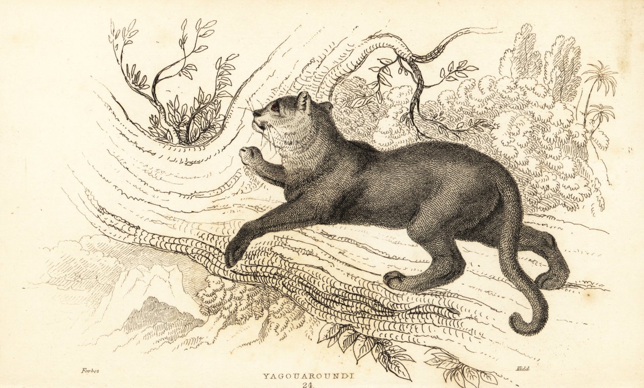 Jaguarandi, a puma tisztelete, 1834 (Ngaraving) alkotó: William Alexander Forbes