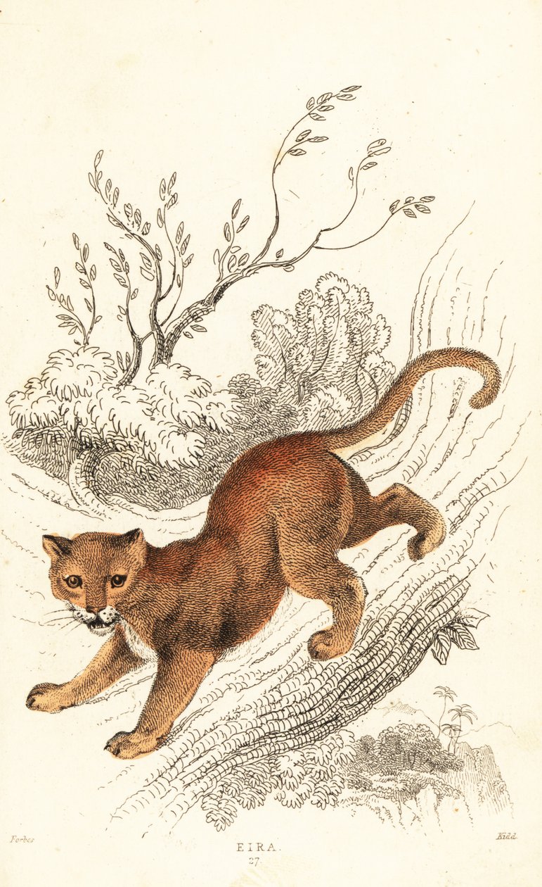 Jaguarandi, a puma tisztelete, 1834 (Ngaraving) alkotó: William Alexander Forbes