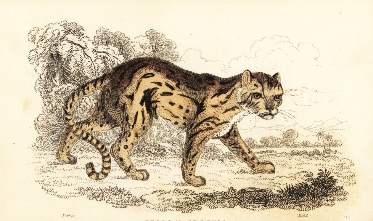 Margay – tudta meg Leopard. ,1834 (metszet) alkotó: William Alexander Forbes