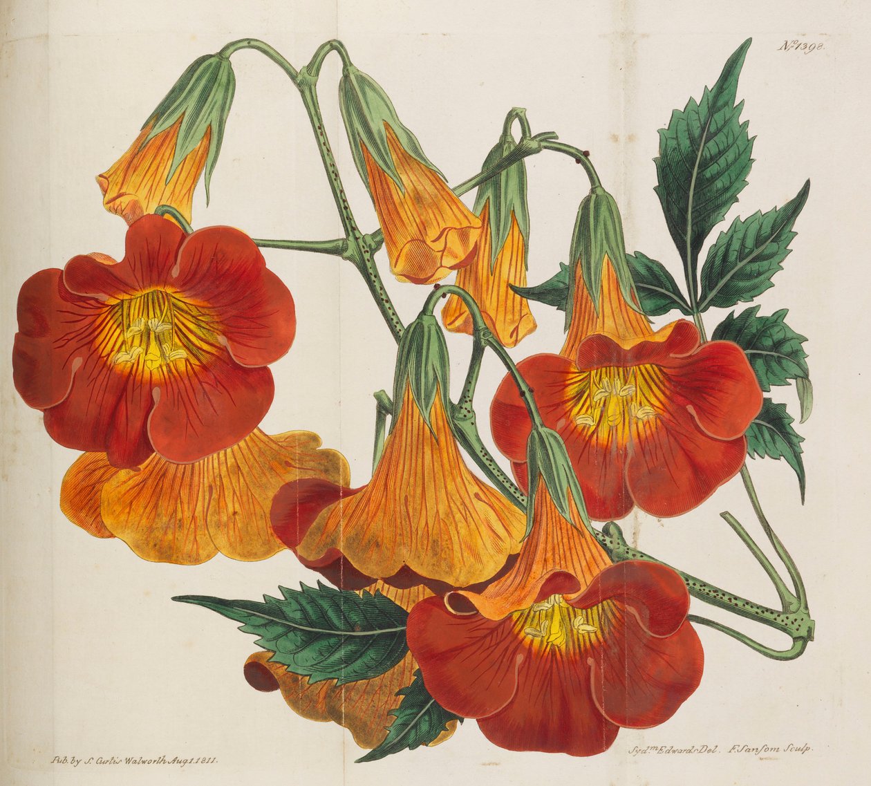 Botanikai folyóirat, 1787-1833. alkotó: William Curtis