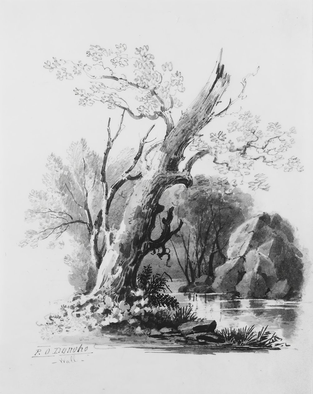 Forest Grove, . alkotó: William Guy Wall