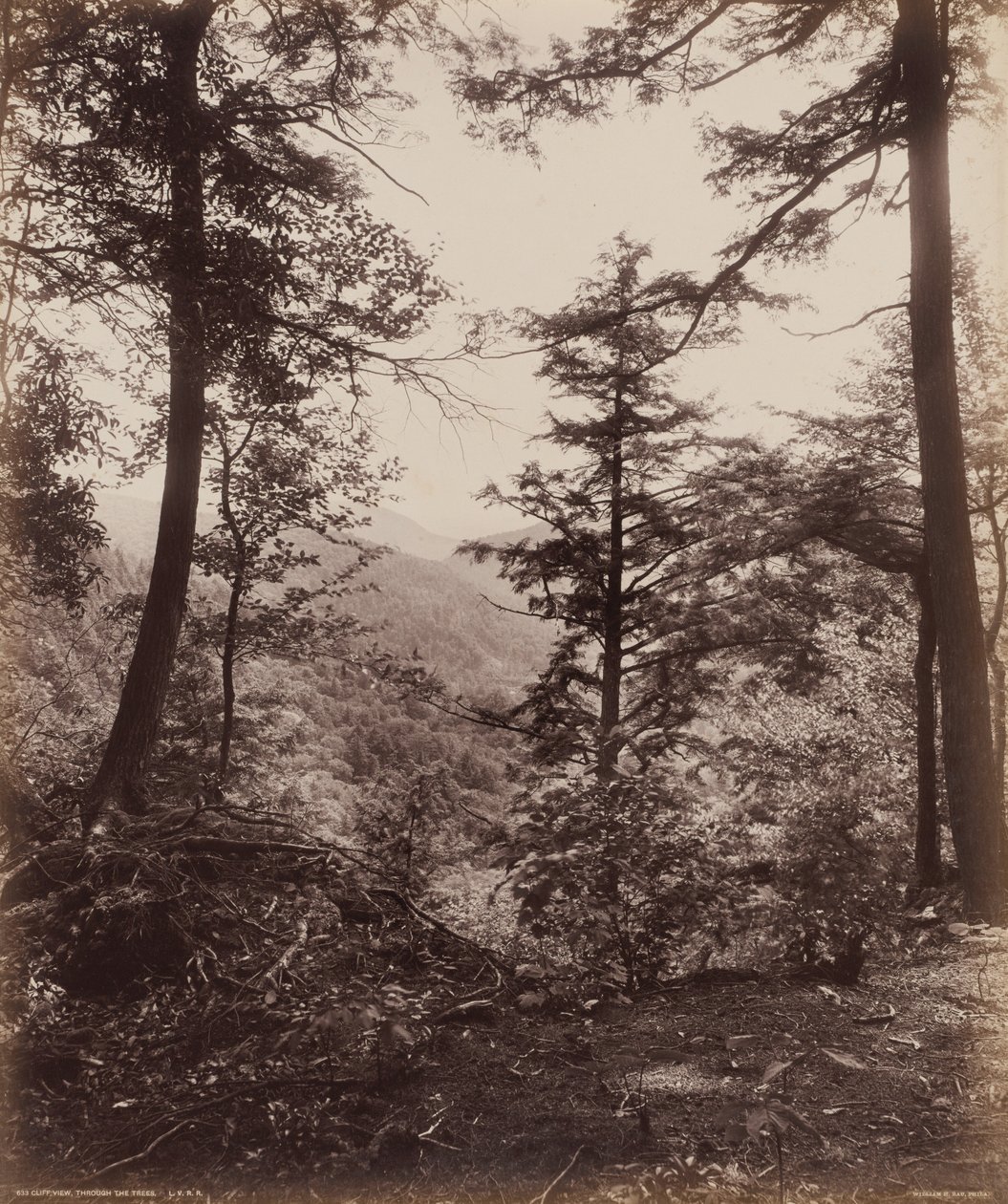 Cliff View, Through the Fák alkotó: William H. Rau