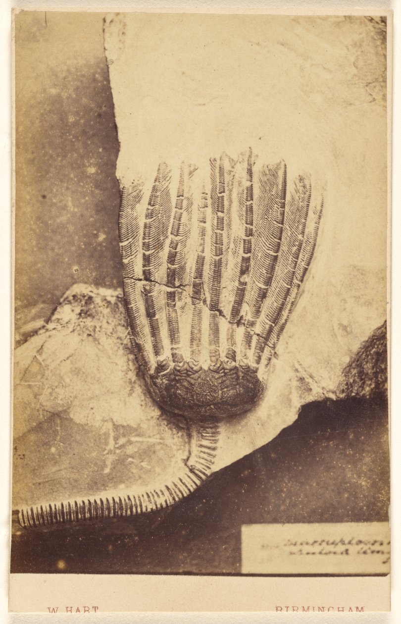 [Egy crinoida fosszíliája] alkotó: William Hart