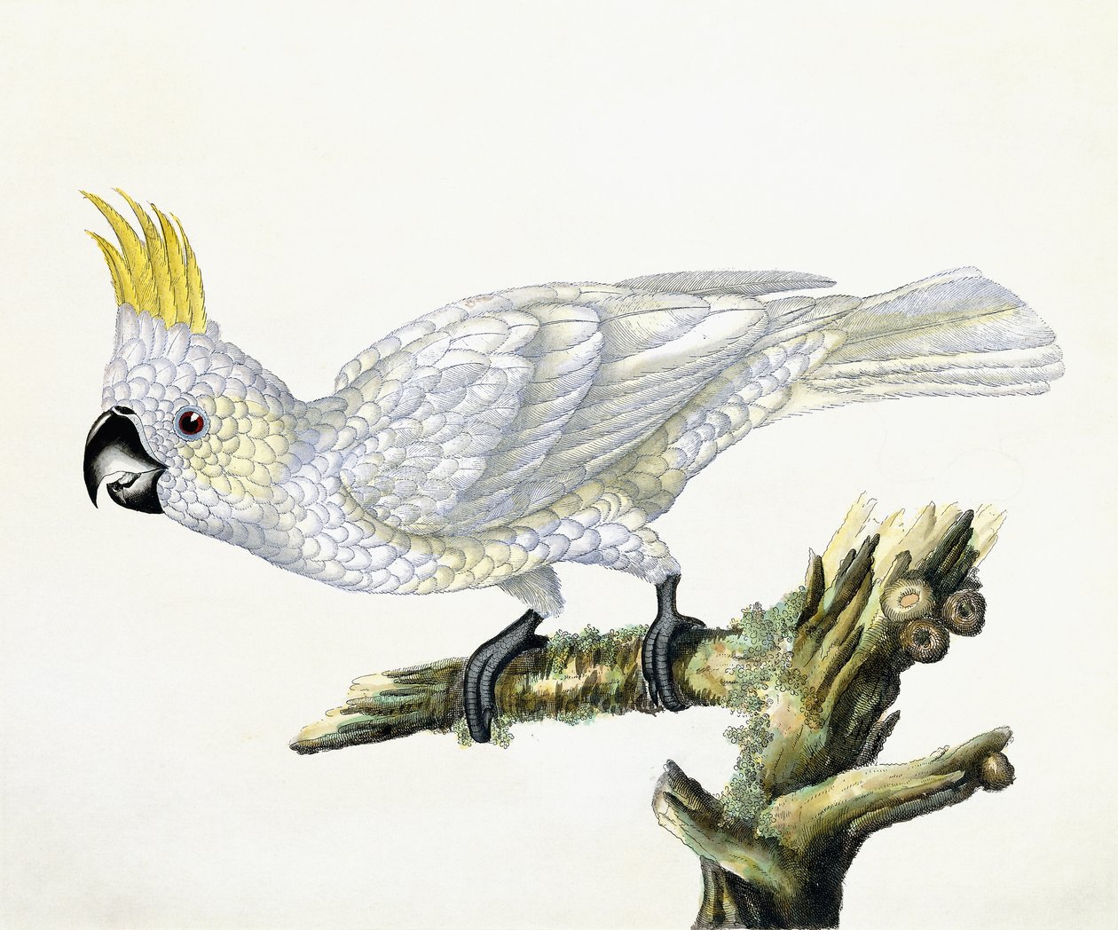 kakaó, 1779 alkotó: William Hayes