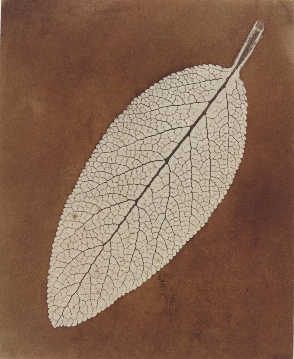 Levéltanulmány,1839/1840 (fotó) alkotó: William Henry Fox Talbot