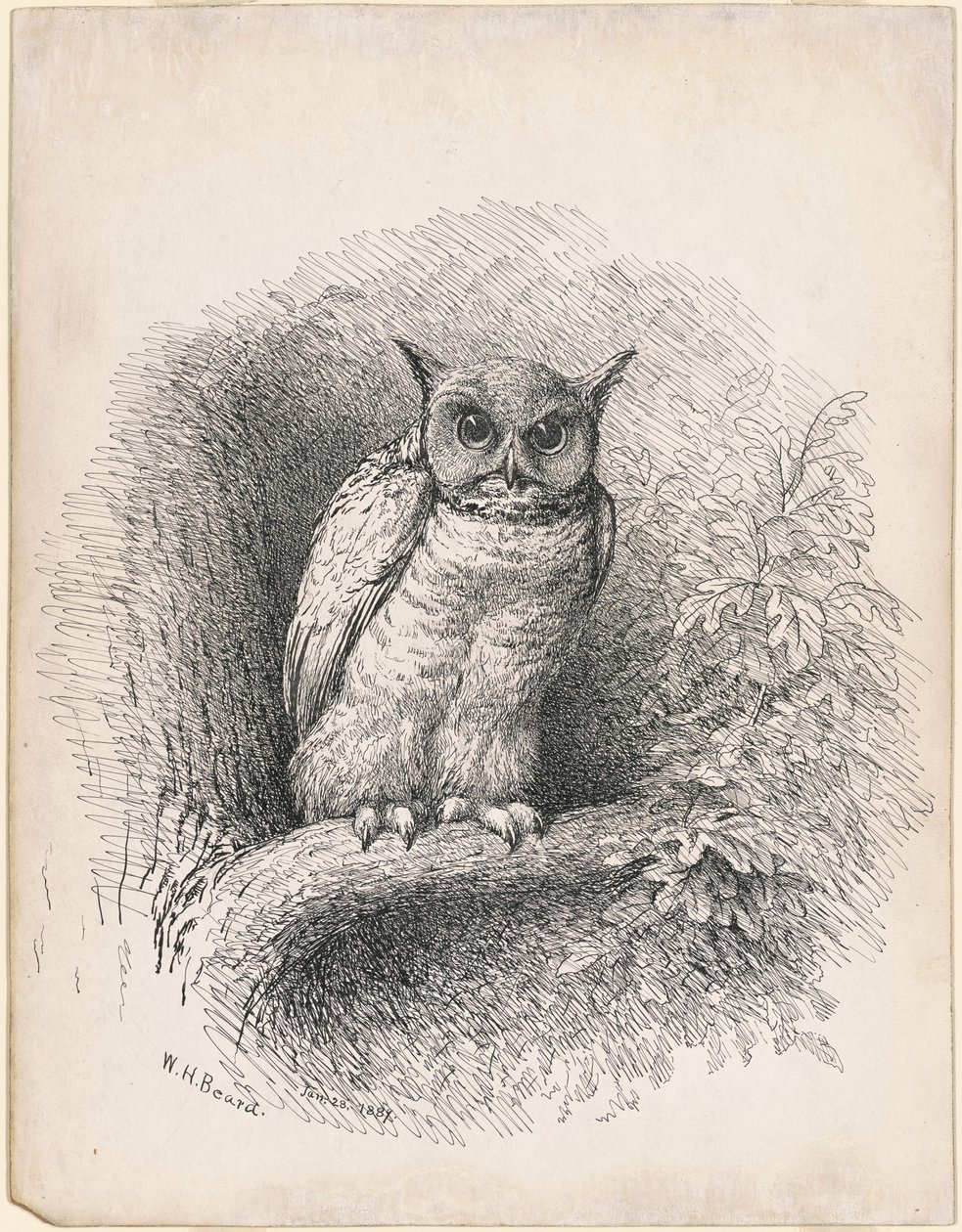 Bagoly alkotó: William Holbrook Beard
