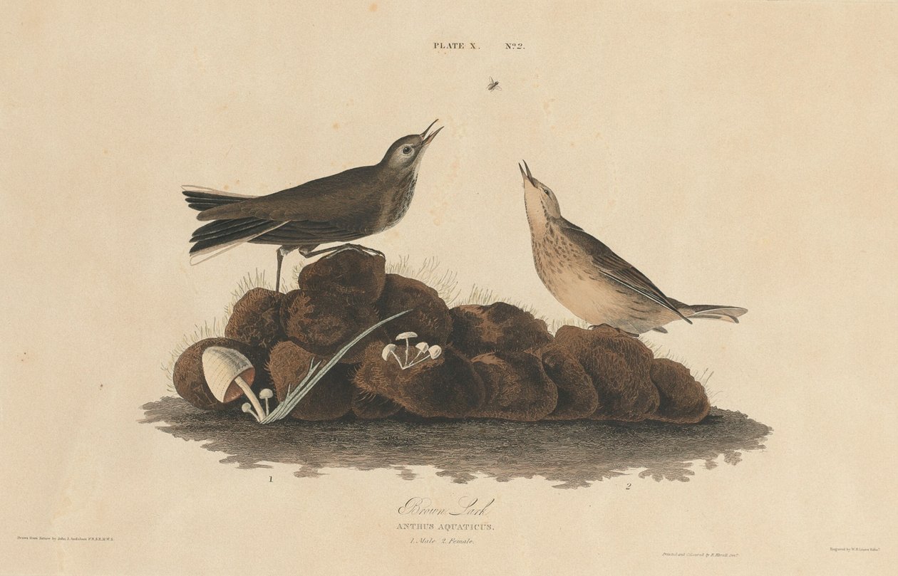 barna pacsirta, 18271830. alkotó: William Home Lizars