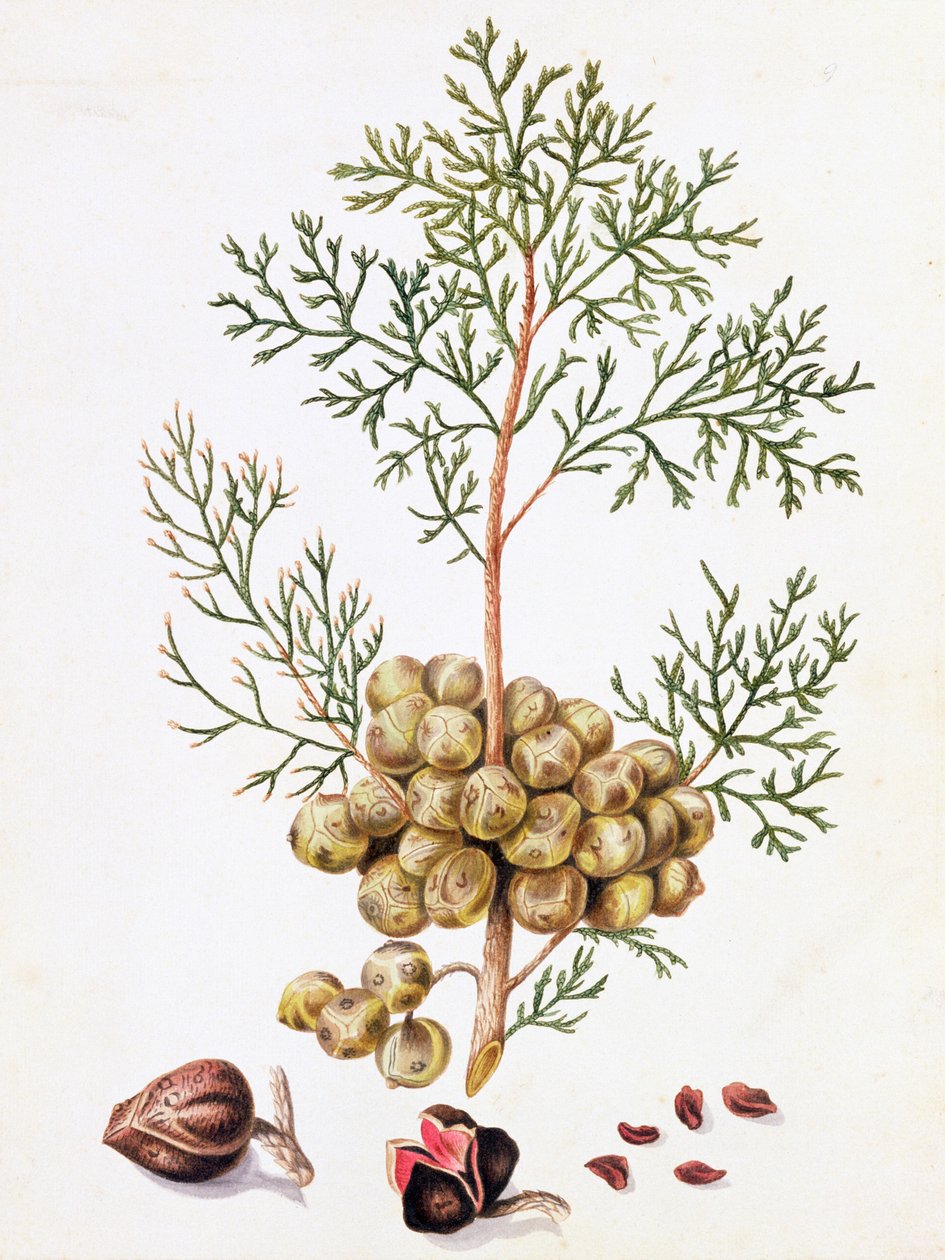 Cipruslevél és dió alkotó: William Hooker