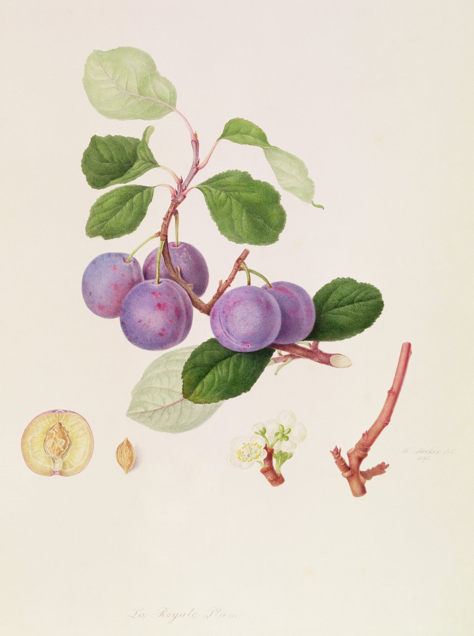 A királyi szilva, 1815 alkotó: William Hooker