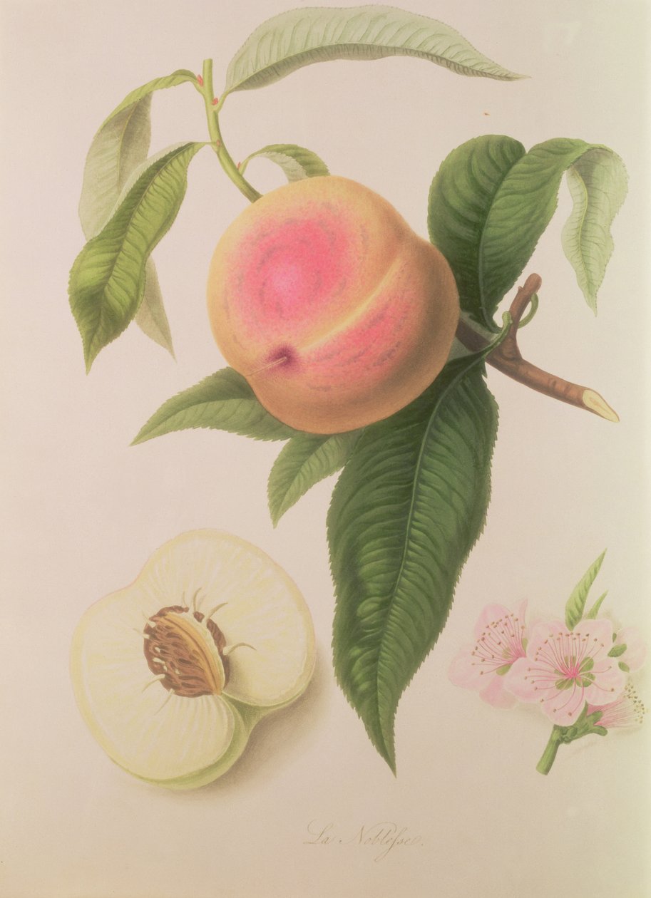 Noblesse Peach alkotó: William Hooker