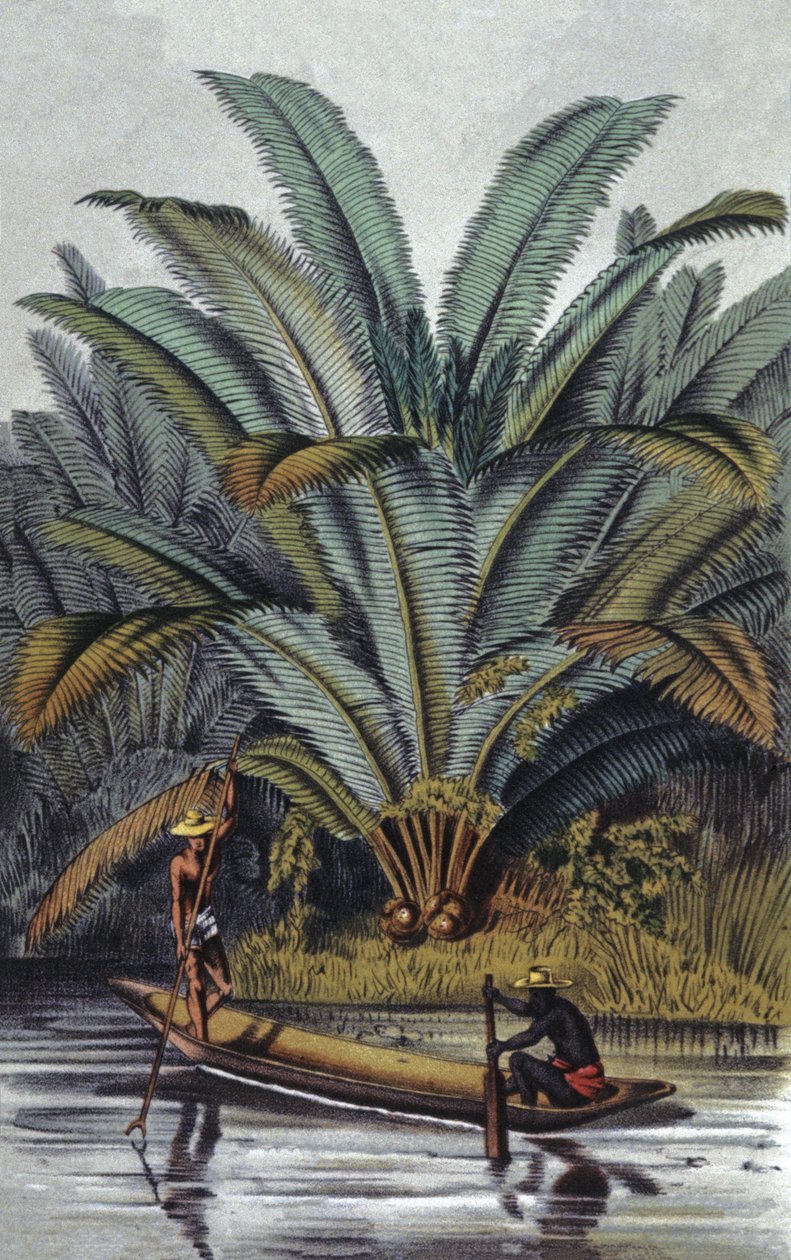 Pálmafa alkotó: William Hooker