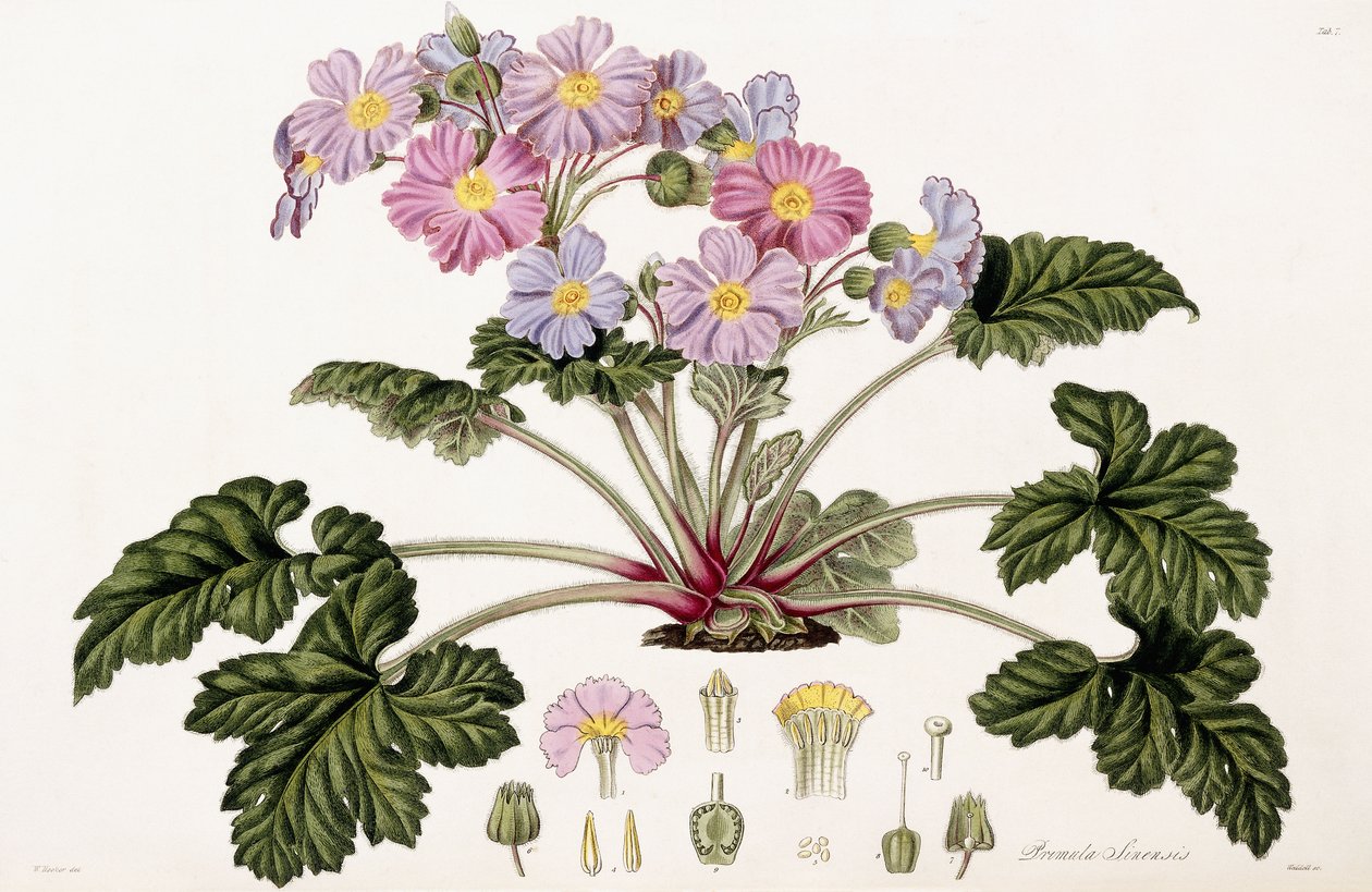 Primula Sinensis, 1821-1826 alkotó: William Hooker