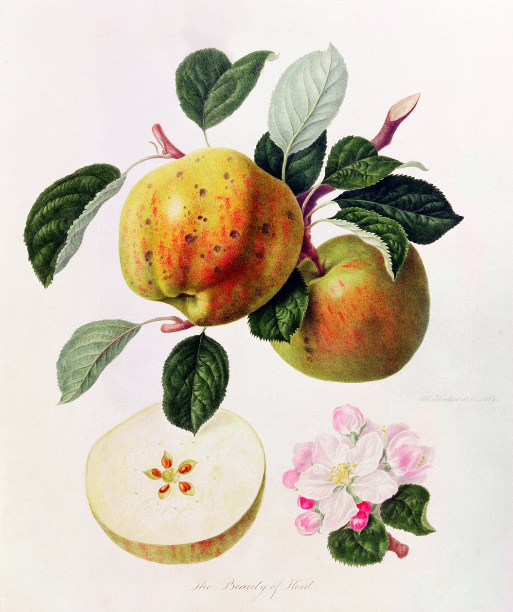 Kent szépsége, 1819 alkotó: William Hooker