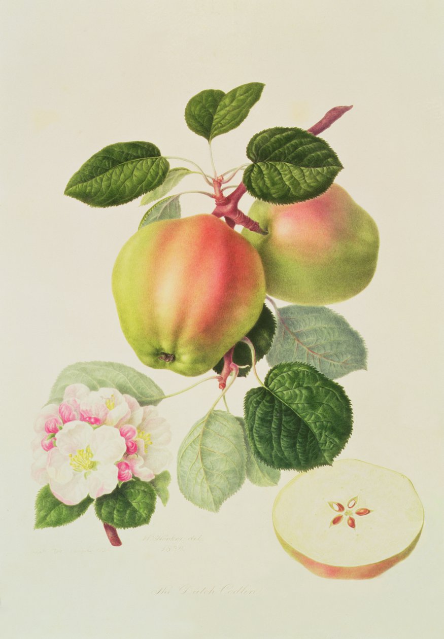 A holland Codlin, 1820 alkotó: William Hooker