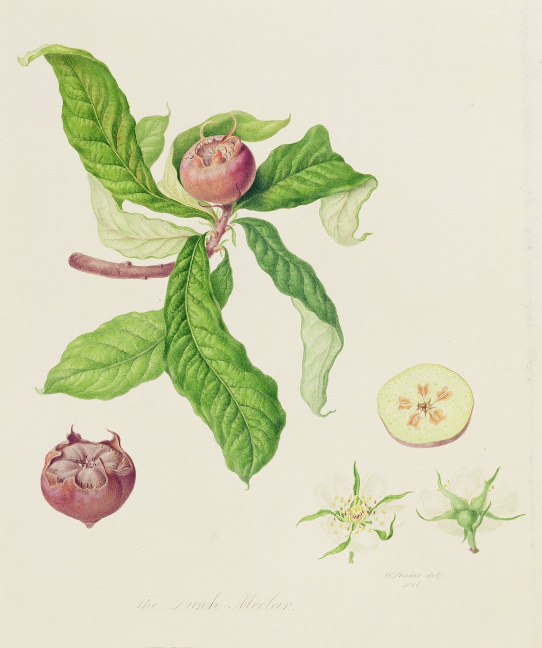 A holland naspolya, 1816 alkotó: William Hooker