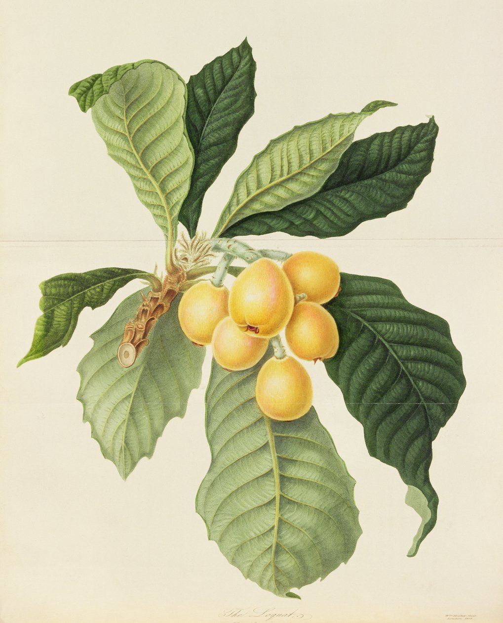 A Loquat alkotó: William Hooker