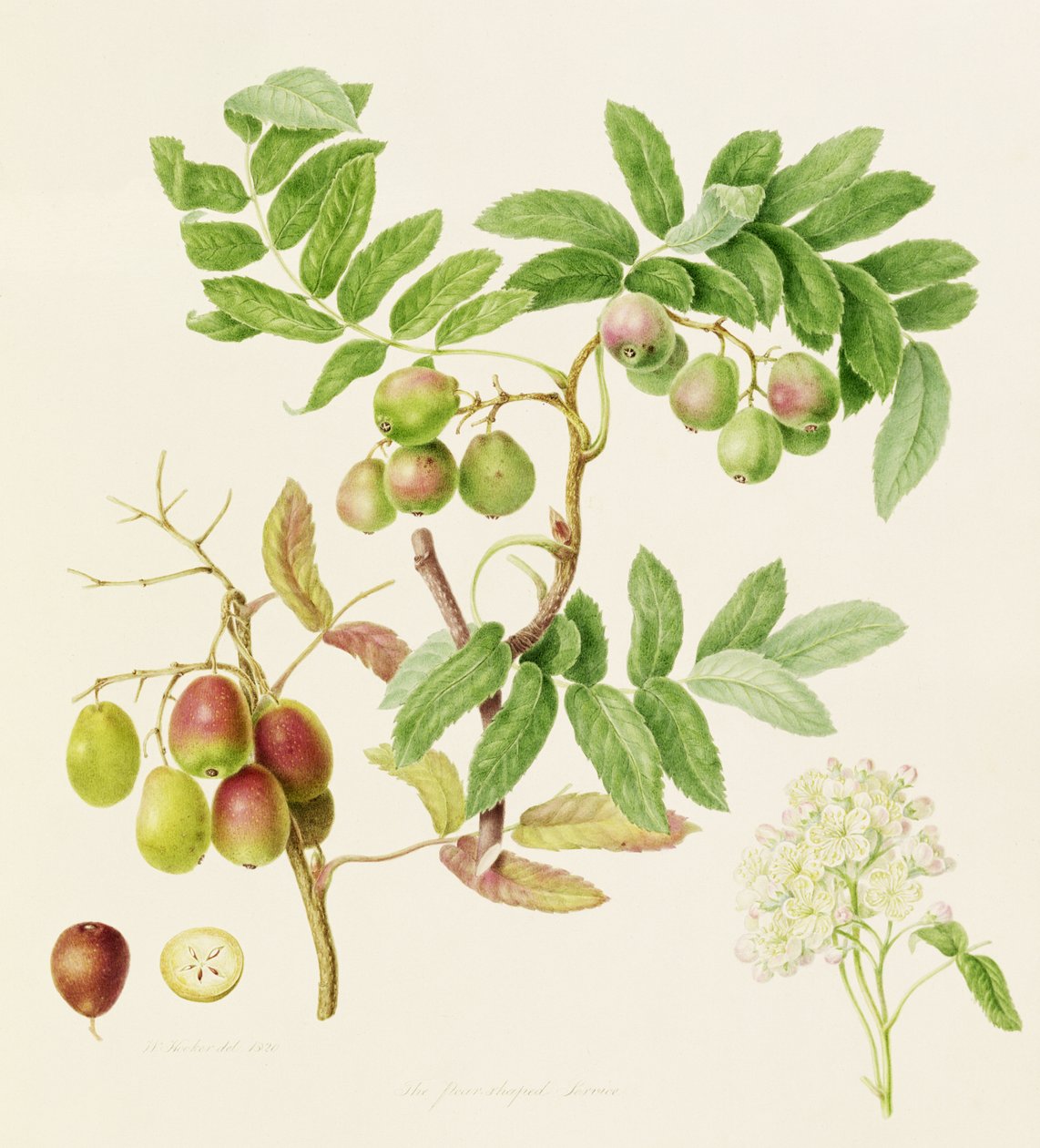 A körte alakú kiszolgáló rák alma, 1820 alkotó: William Hooker