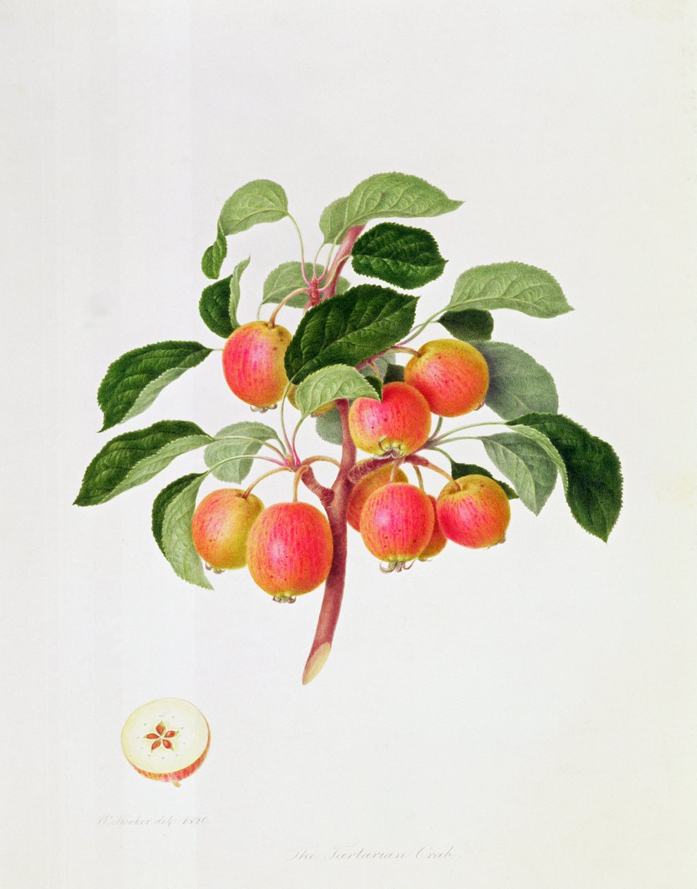 A tatárrák alma, 1819 alkotó: William Hooker
