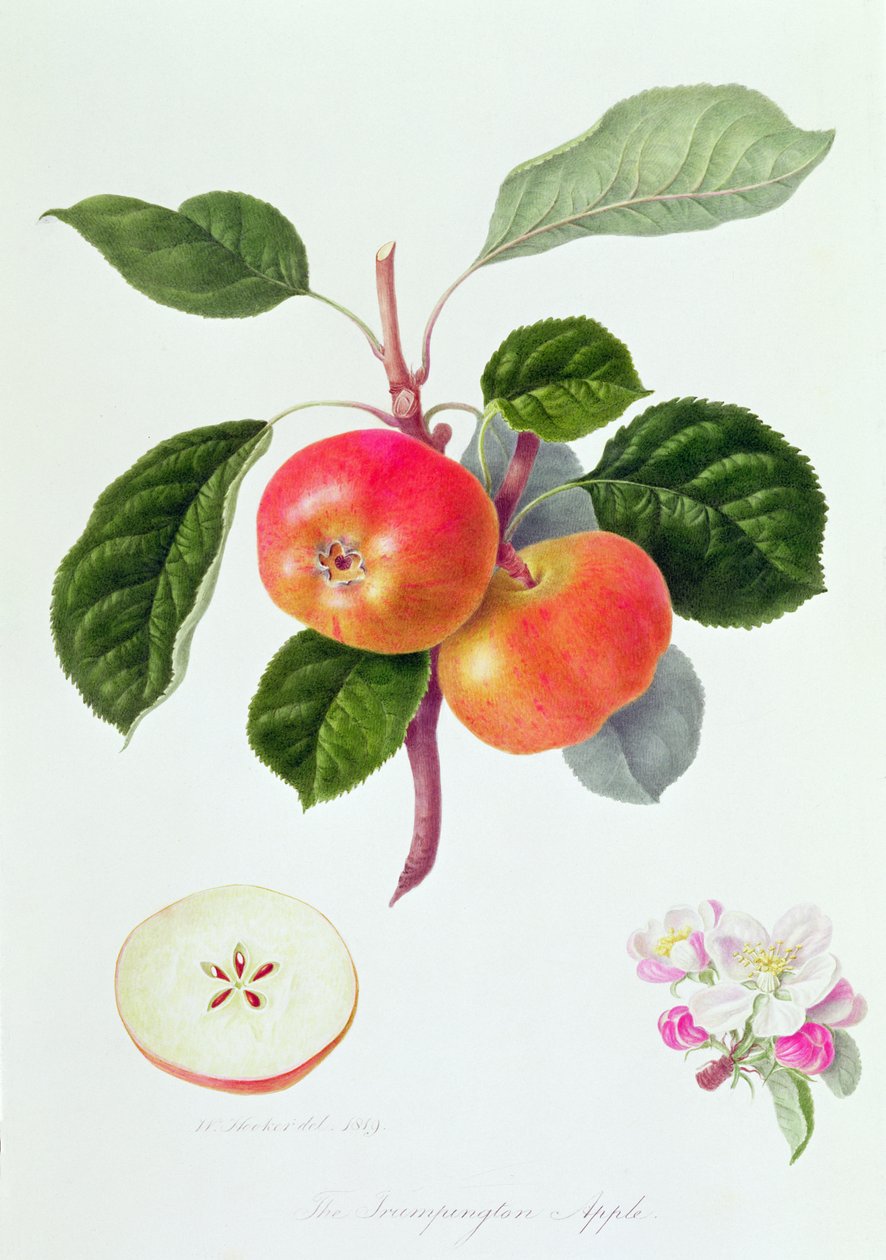 A Trumpington Apple, 1819 alkotó: William Hooker