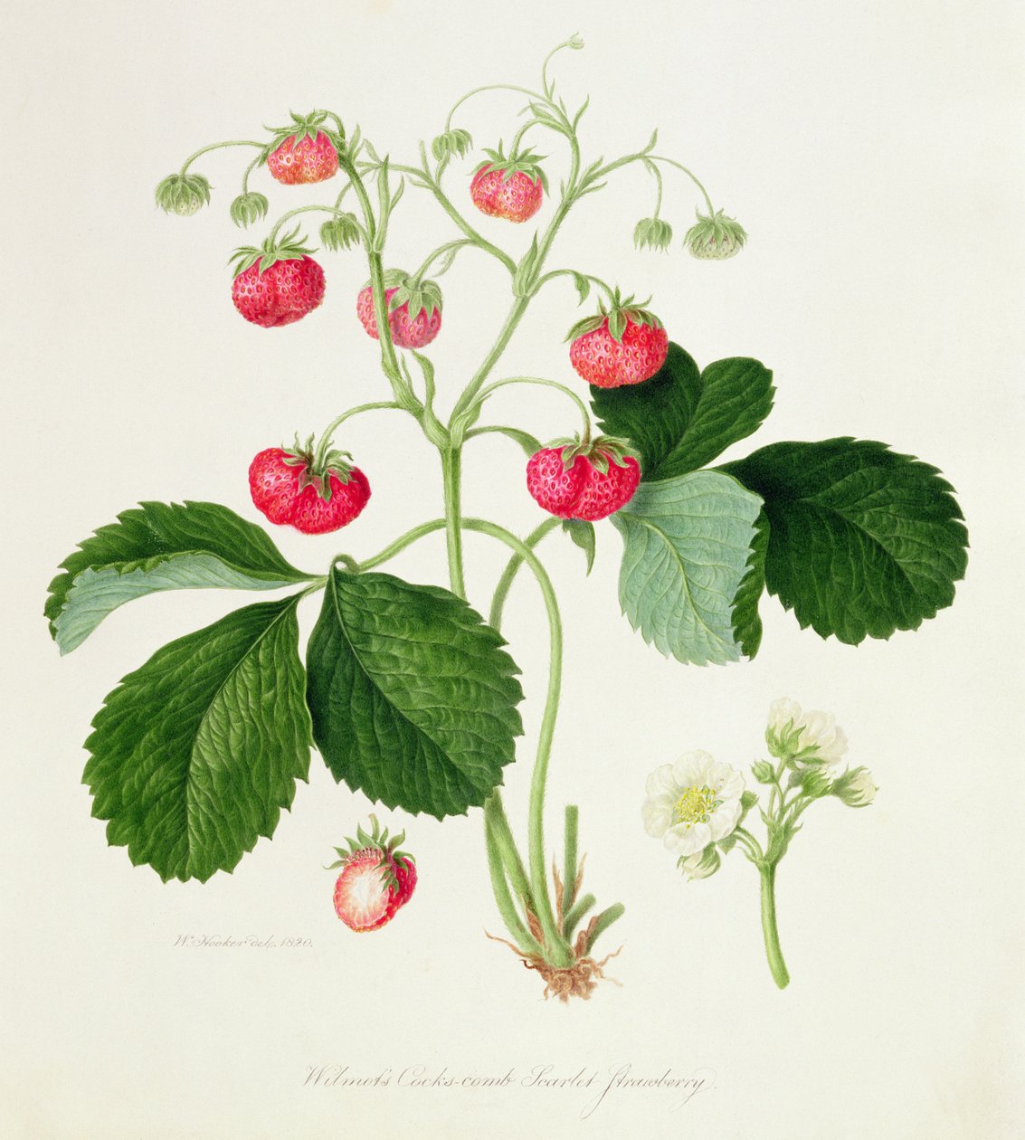 Wilmot kakasfésű skarlát eper, 1820 alkotó: William Hooker