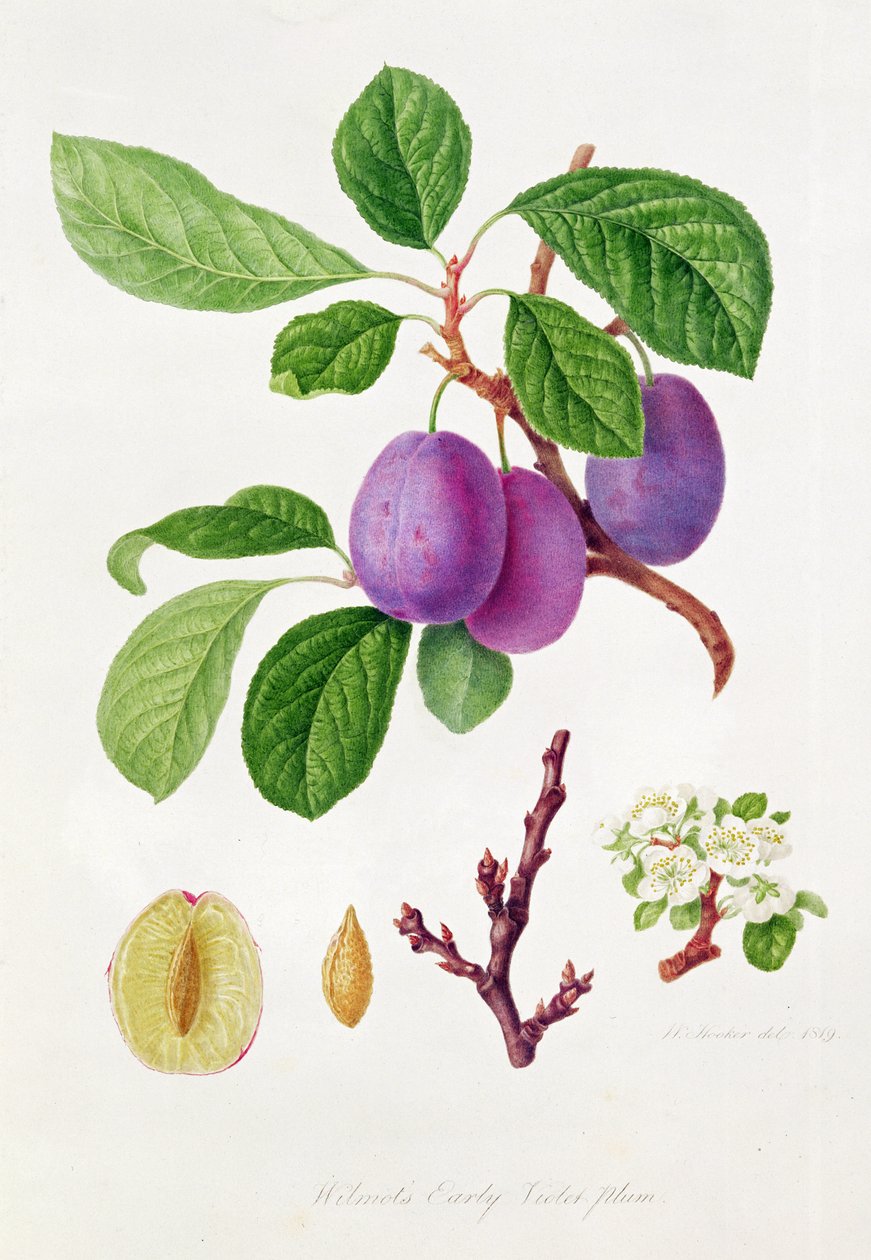 Wilmot korai ibolya szilva alkotó: William Hooker