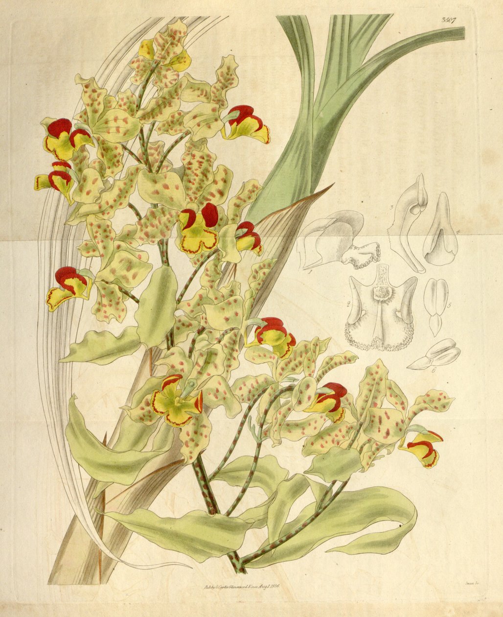 Cyrtopodium punctatum alkotó: William Jackson Hooker