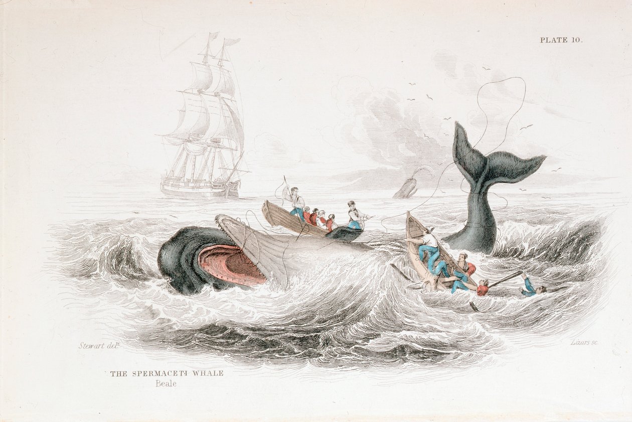 Kamismabálna szigonyozása, 1837 alkotó: William Jardine