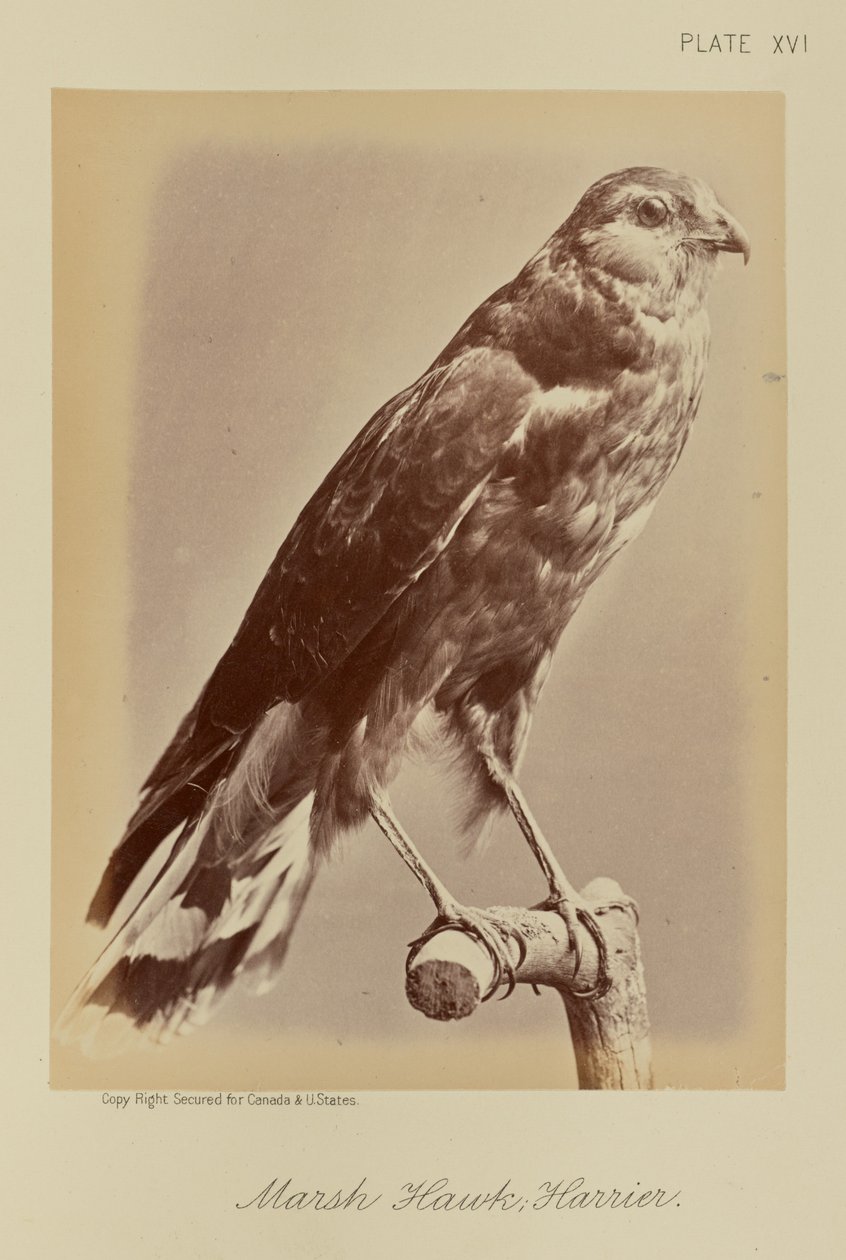 Mocsári sólyom; Harrier alkotó: William Notman
