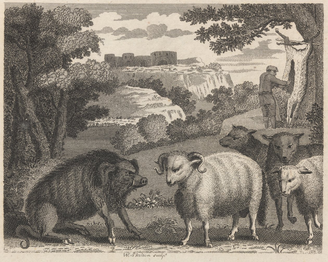 A vaddisznó és a kos alkotó: William Skelton