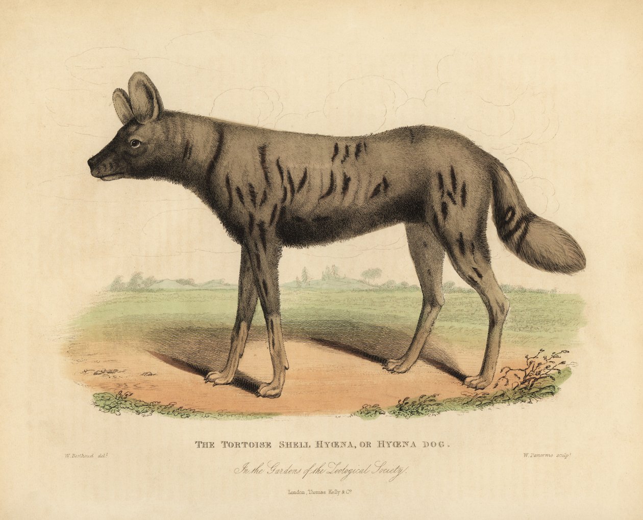 Afrikai vadászkutya, Lycaon pictus. alkotó: William Smellie