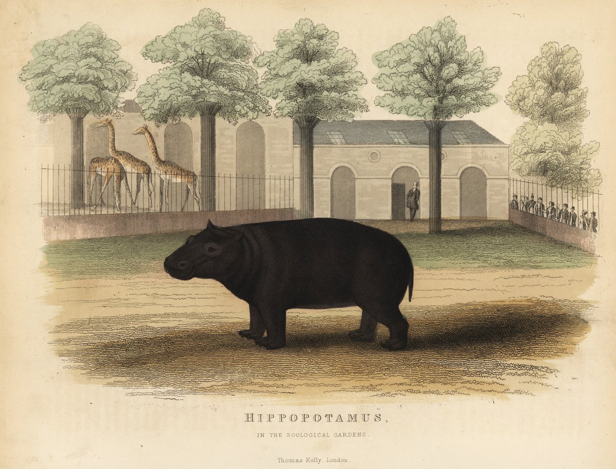 Víziló vagy víziló, Hippopotamus amphibius. alkotó: William Smellie