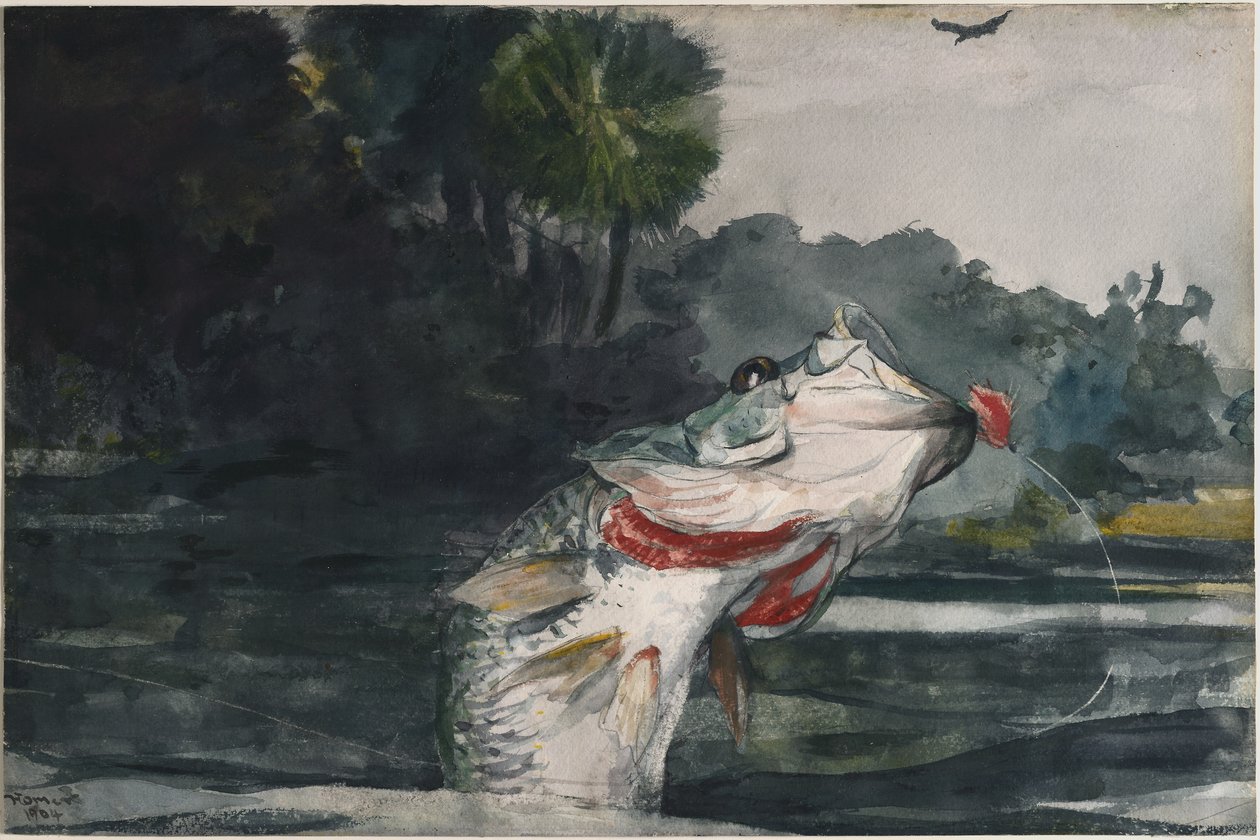 Életnagyságú fekete sügér alkotó: Winslow Homer