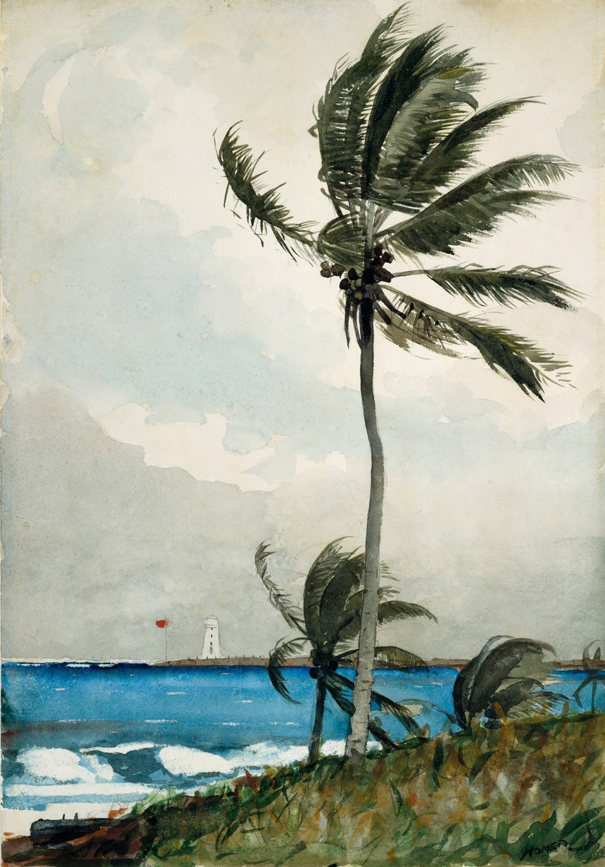 Pálmafa, Nassau, 1898. alkotó: Winslow Homer