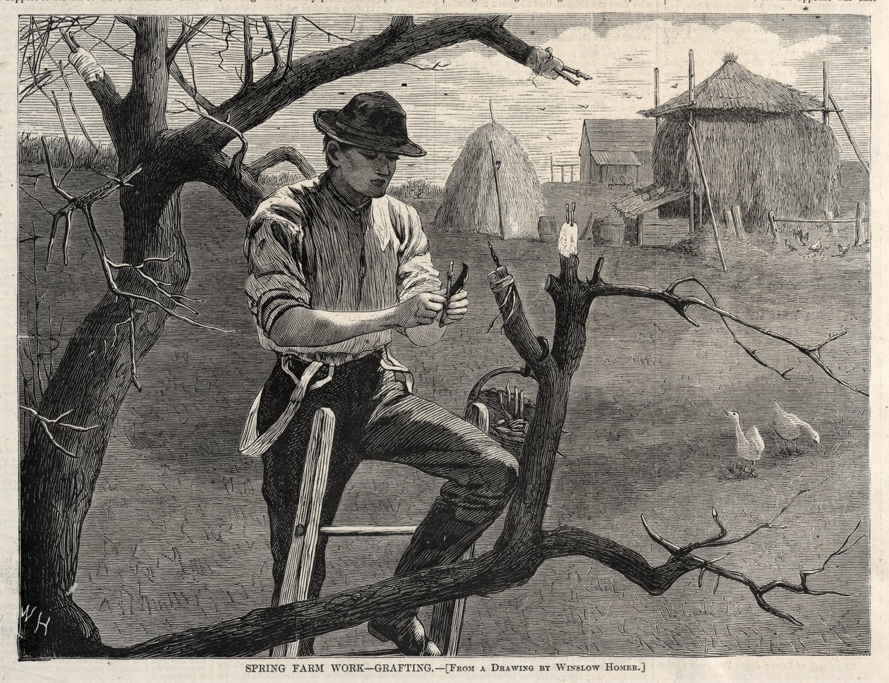 Tavaszi mezőgazdasági munka – oltás, 1870. alkotó: Winslow Homer