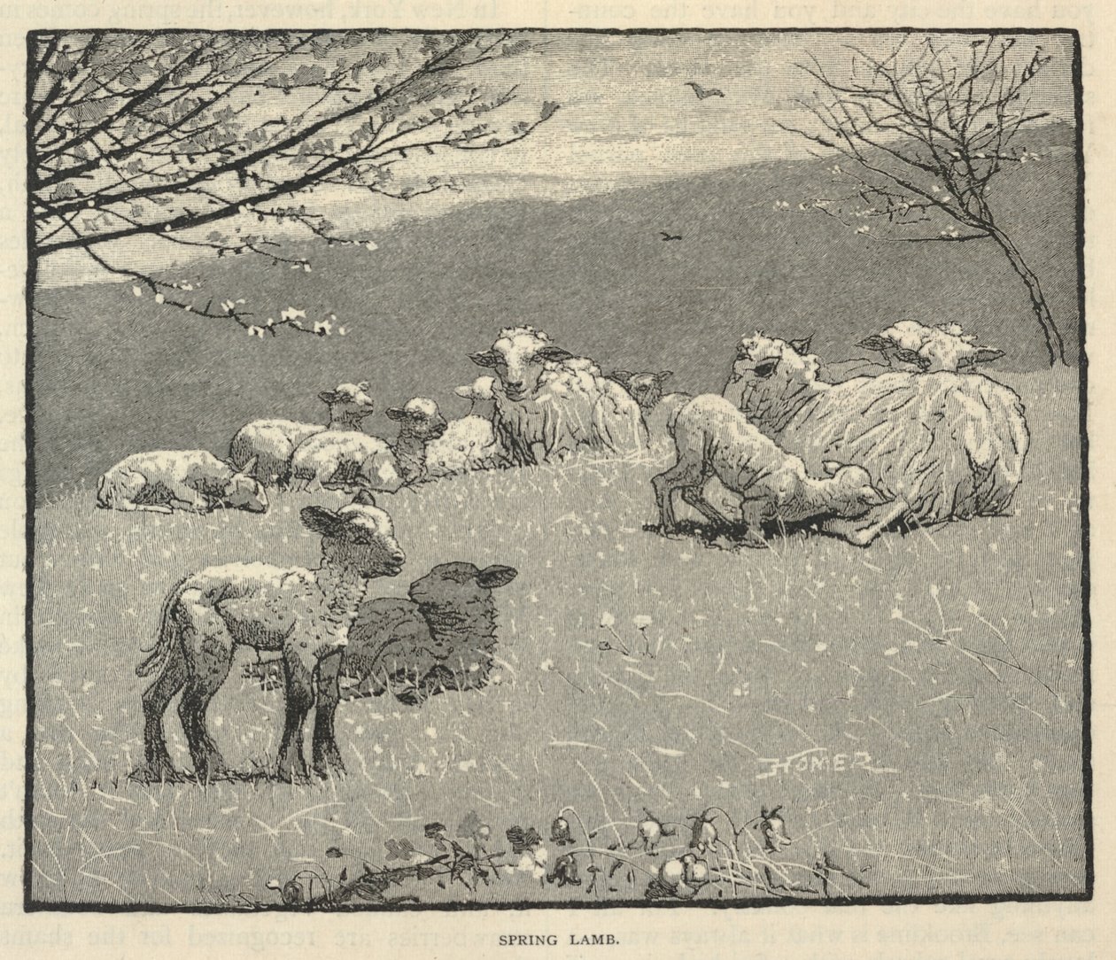 Tavaszi bárány, a Scribner